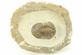 Scabriscutellum Trilobite With Axial Spines - Morocco #283760-3